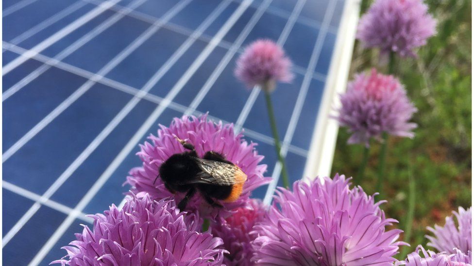 A biosolar rooftop