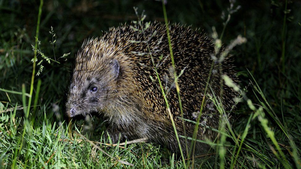 A hedgehog pictured at night