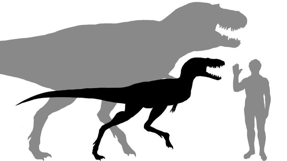 Diagram showing scale of adult and juvenile gorgosaurus