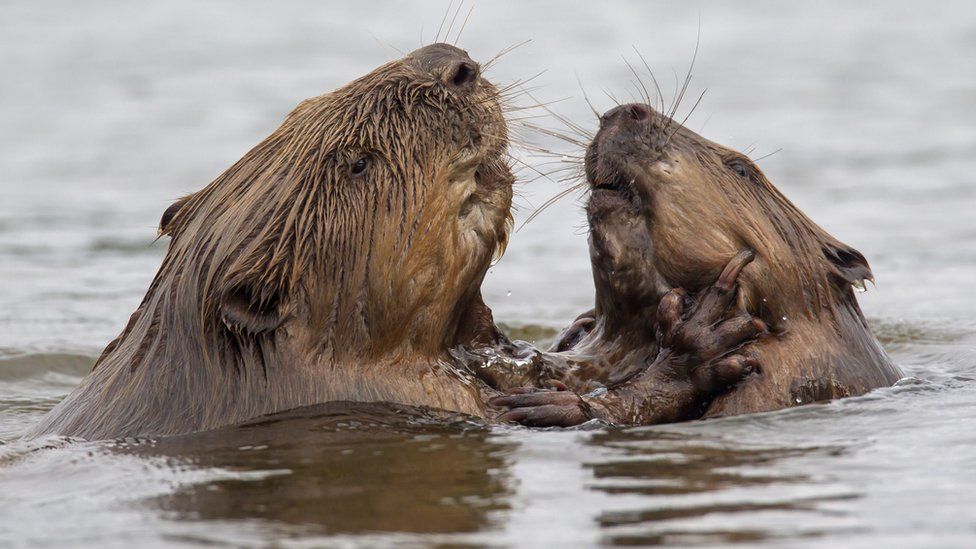 Beavers 'protected' in Scotland by laws on beaver dams BBC Newsround