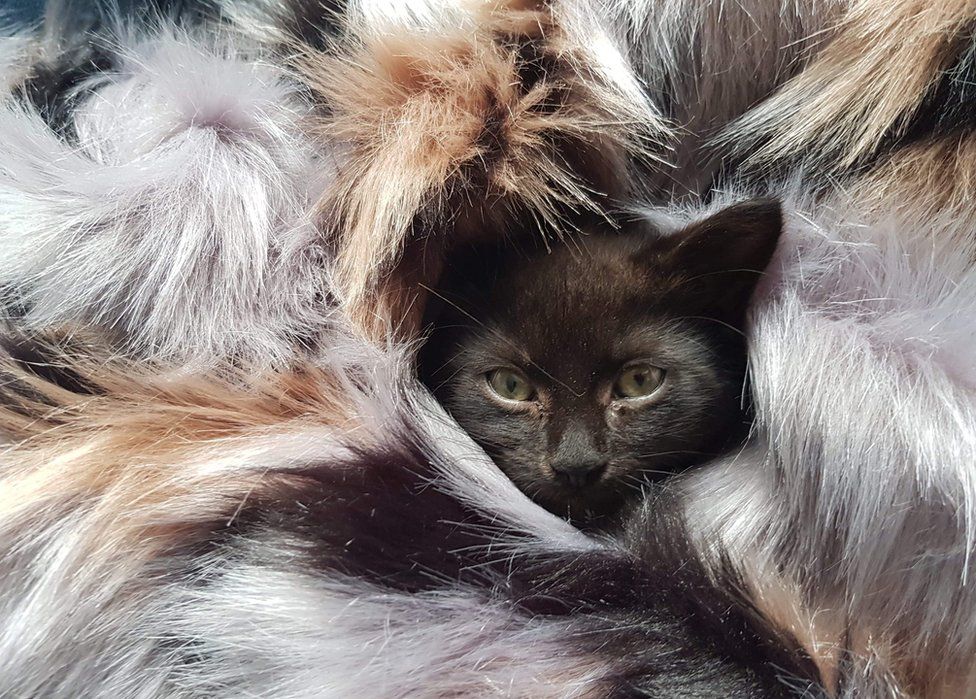 A cat wrapped in a furry blanket