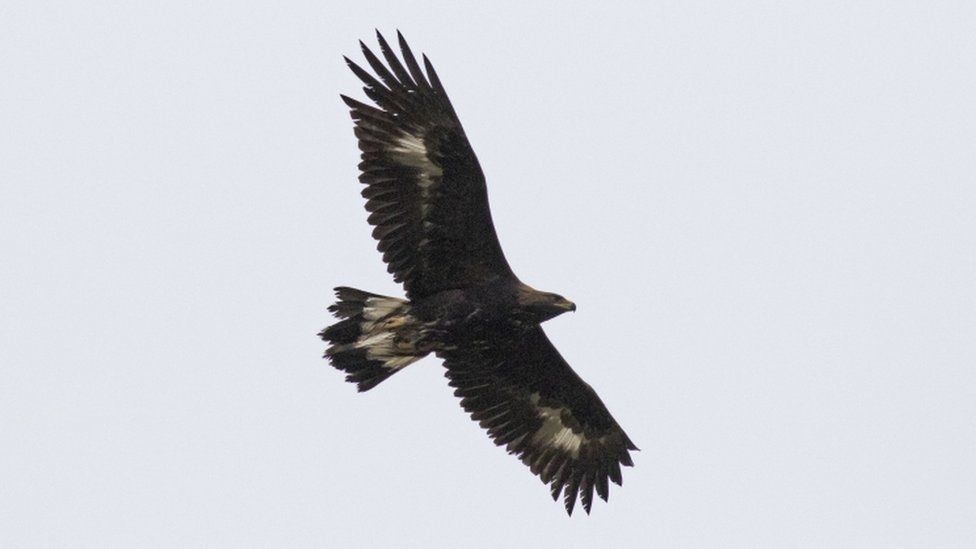 Golden eagle numbers soar in the south of Scotland! - BBC Newsround