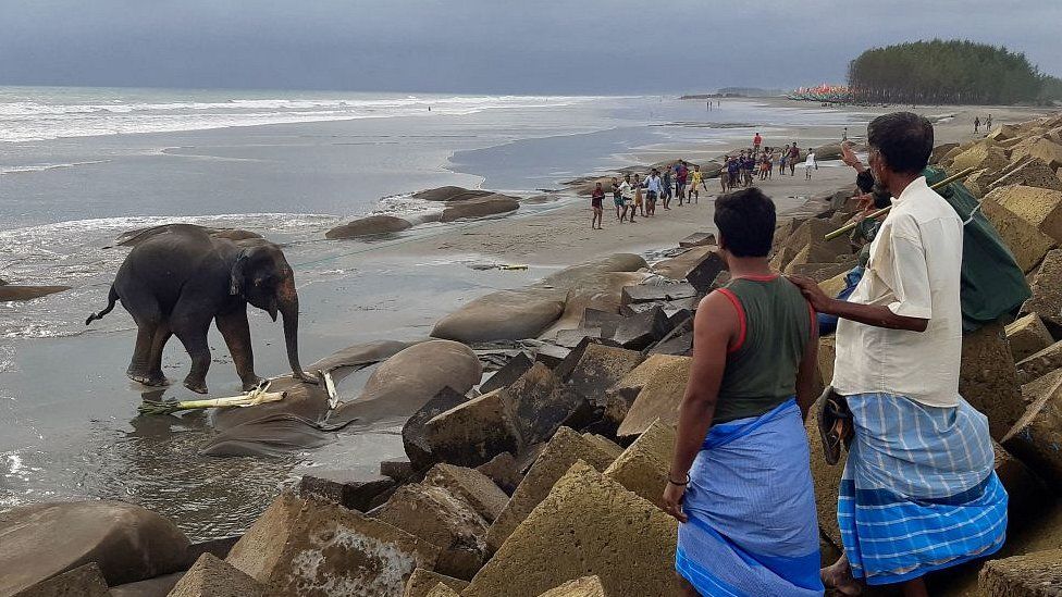 Villagers gather at a beach to watch a wild Asian elephant, believed to have entered Bangladesh from Myanmar by wading a river, near Bangladesh's southern coastal town of Teknaf. June 29, 2021