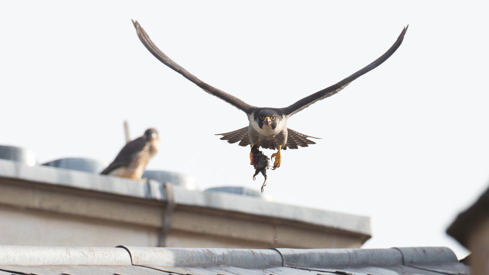 Cambridge peregrines