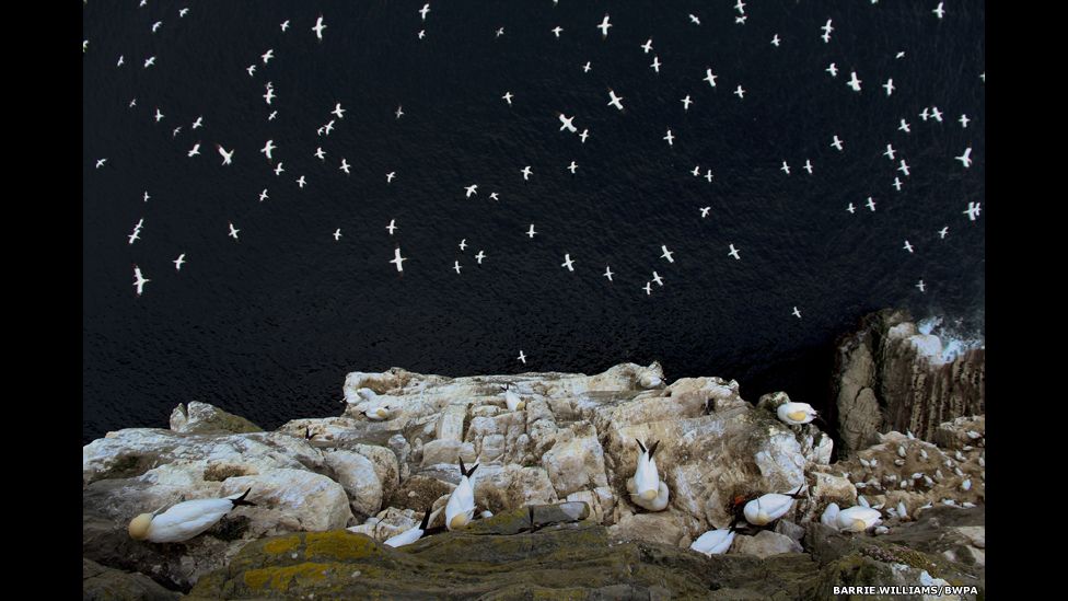 ‘On the Edge’, gannets on a cliff.