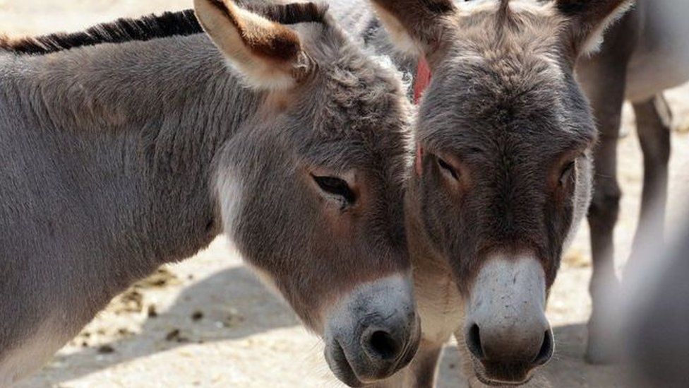 A pair of donkeys