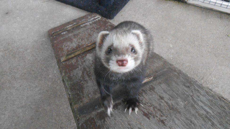 Ferret microchip hot sale