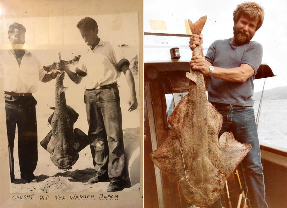 Angel sharks caught off the Wales coast in the 60s and 70s