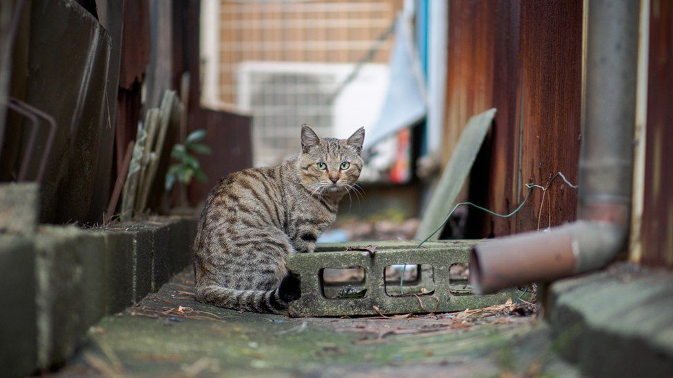 Cat sat near industrial materials (file pic)