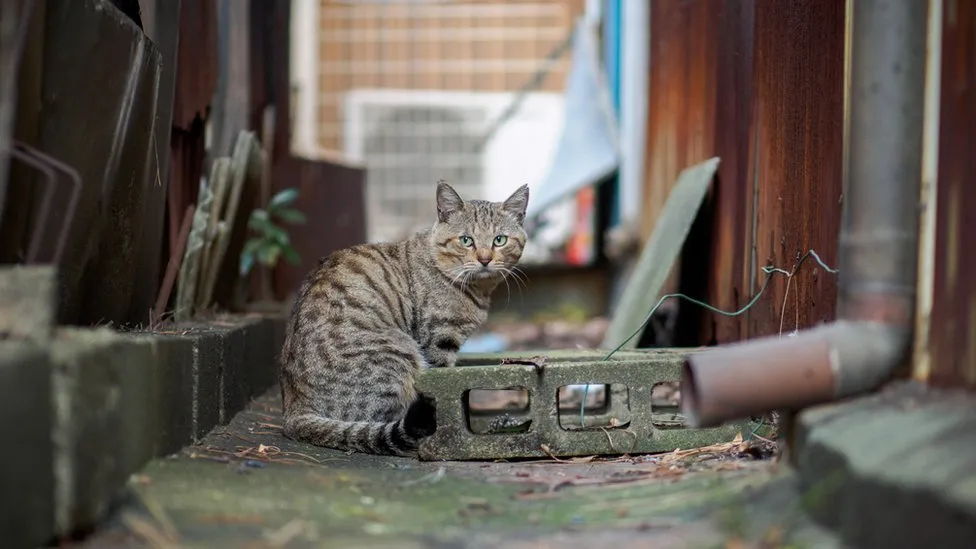 警告！猫掉入日本化工槽后