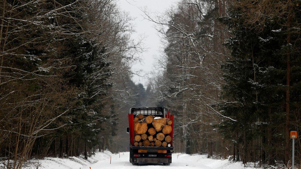 File photo of logging in Bialowieza forest