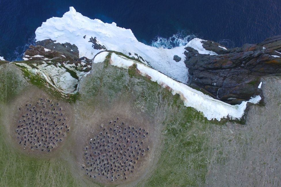 Quadcopter aerial imagery of Adélie penguin breeding colonies on Heroina Island, Danger Islands, Antarctica