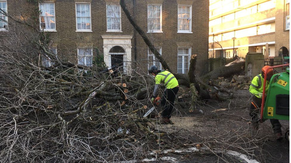 Man with chainsaw cuts up fallen tree