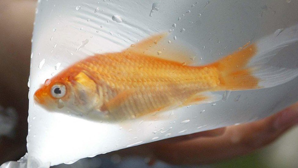 Goldfish in bag