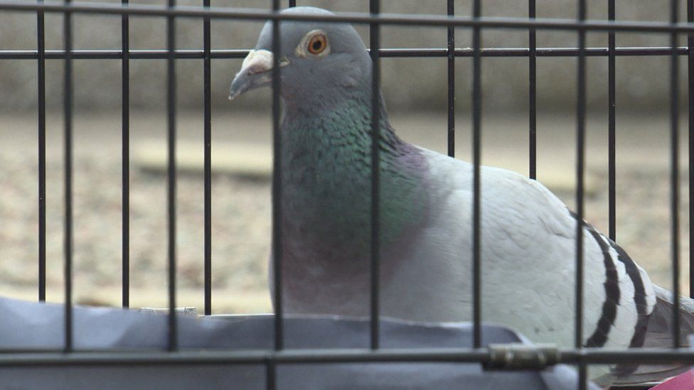 Pigeon