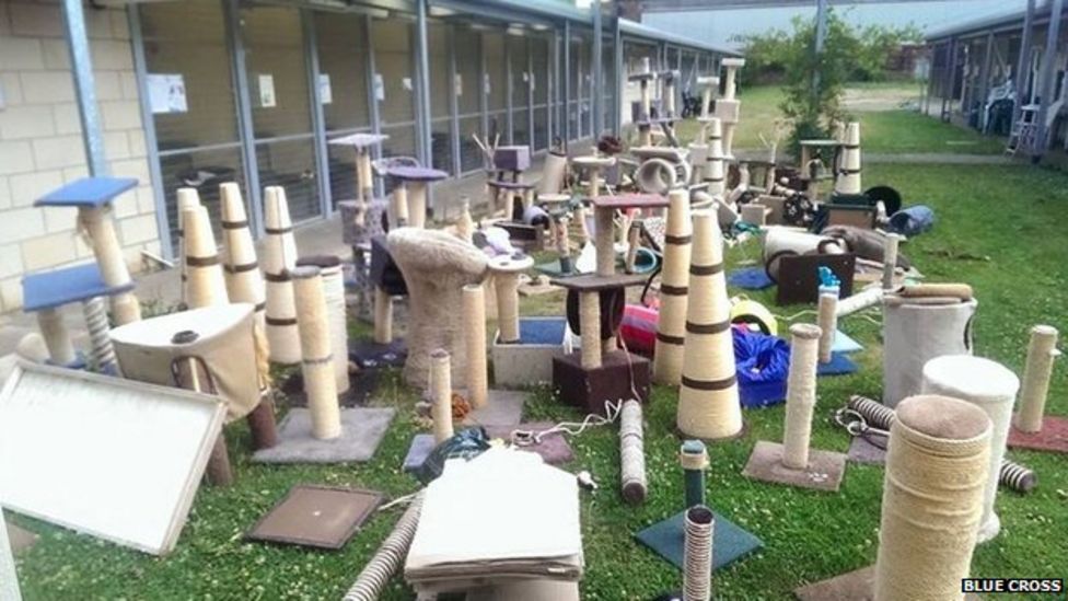 Cambridge cats lose toys in flood at rescue centre BBC News