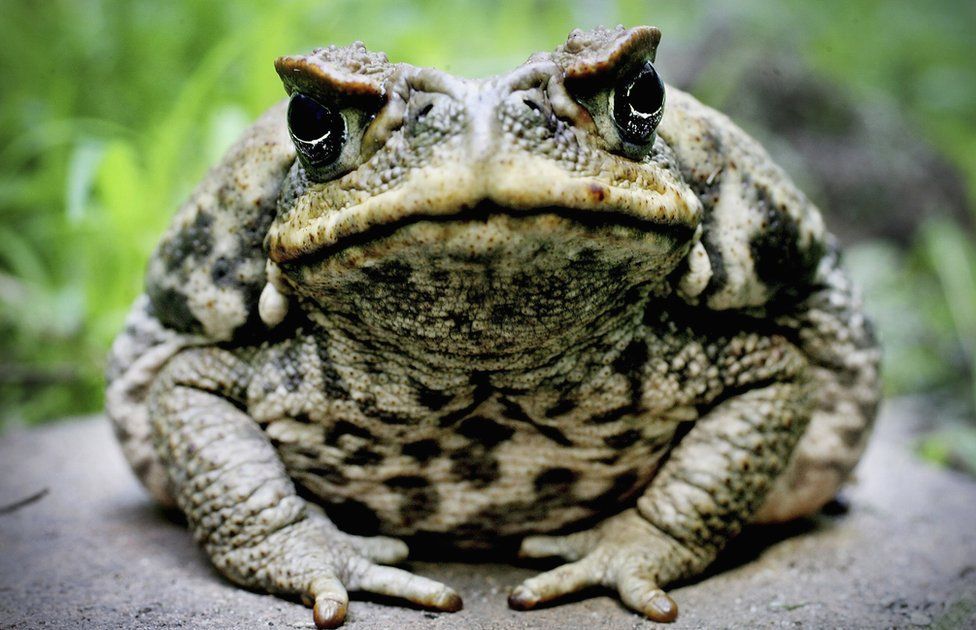 A close-up image of a cane toad