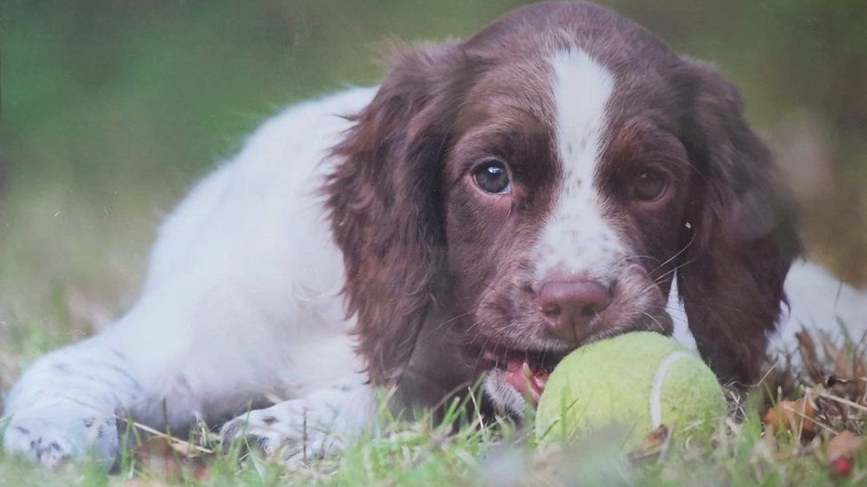 do police dogs get paid uk