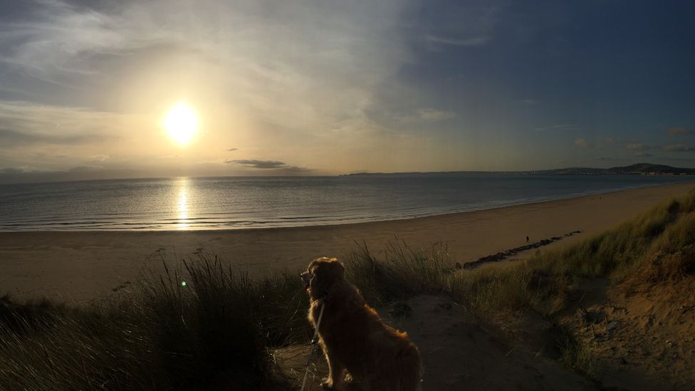 Alfie the dog enjoys the winter sunset at Aberavon beach
