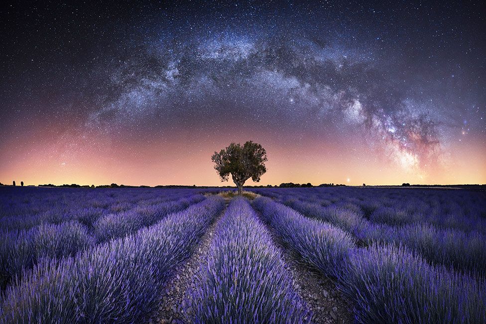 A panorama photo showing a lavender field with stars from the night sky above