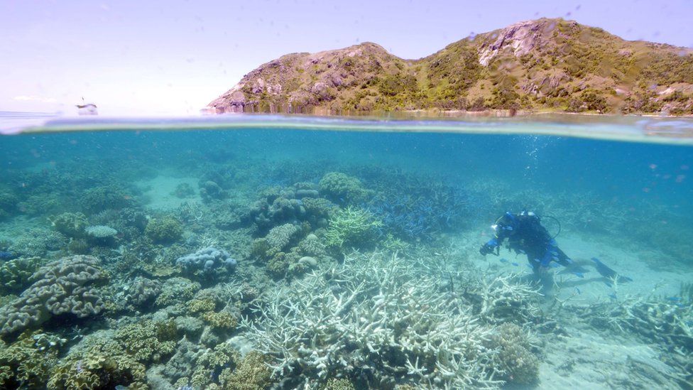 Coral bleaching