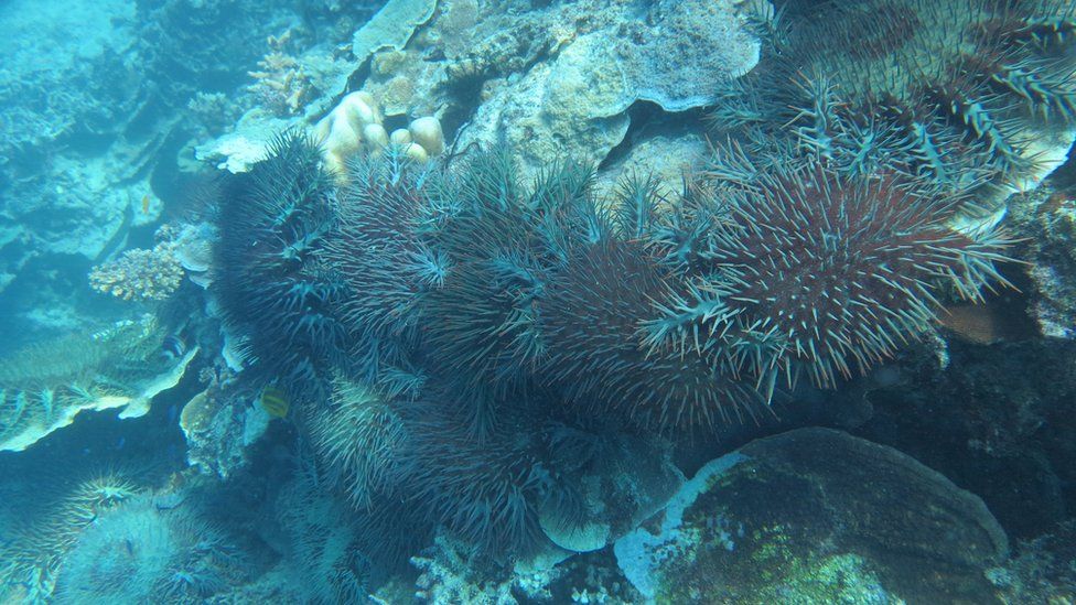 Crown-thorns starfish feeding on coral