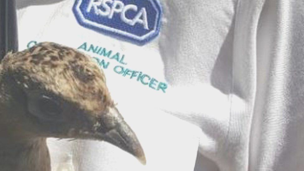 Pheasant held by RSPCA officer