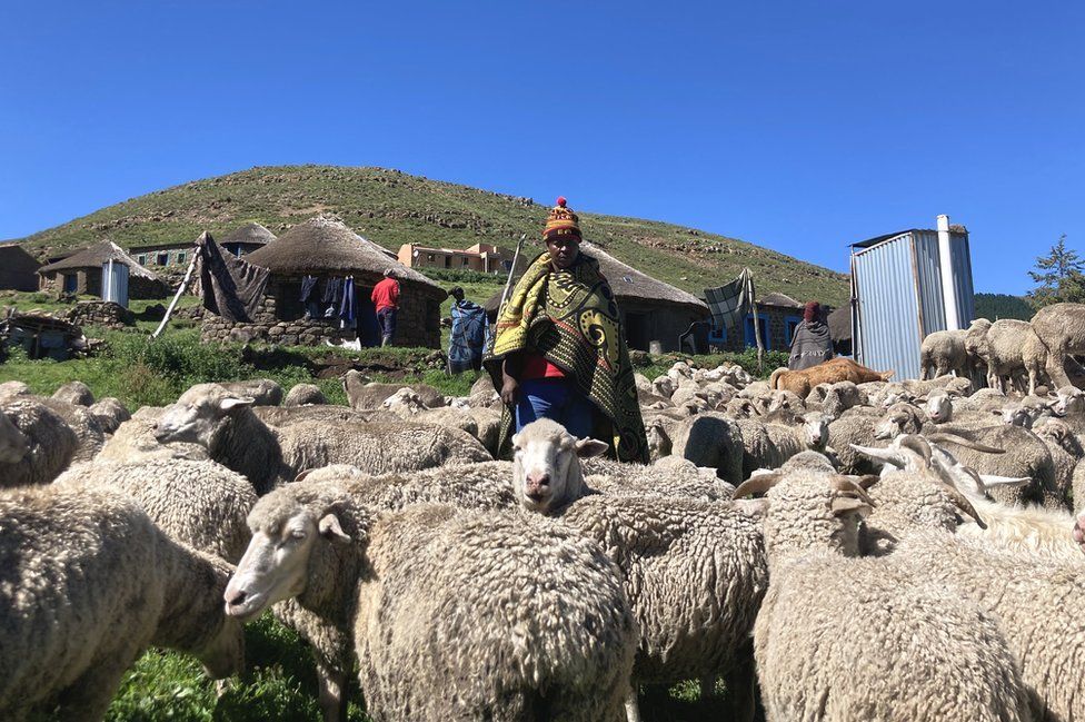 Sheep-herding in Lesotho