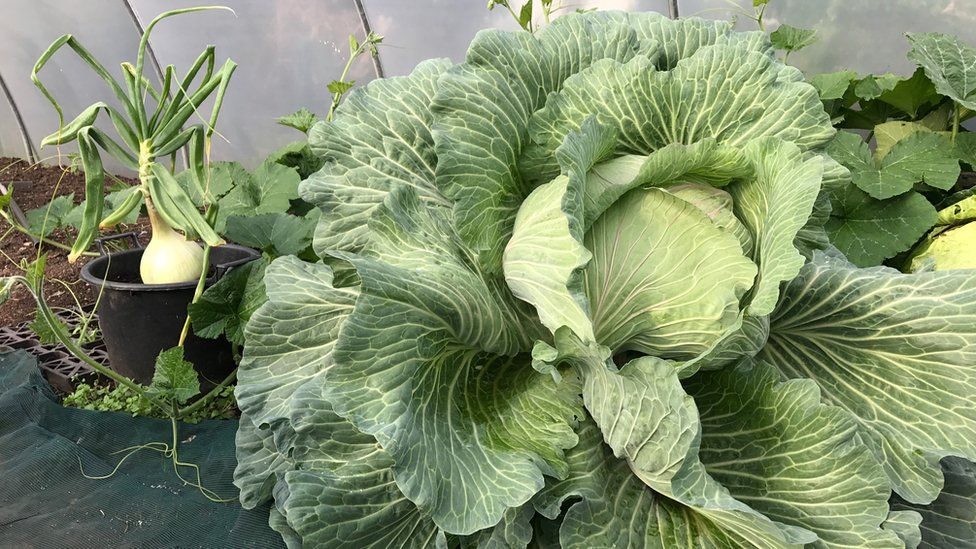 A giant cabbage and onion