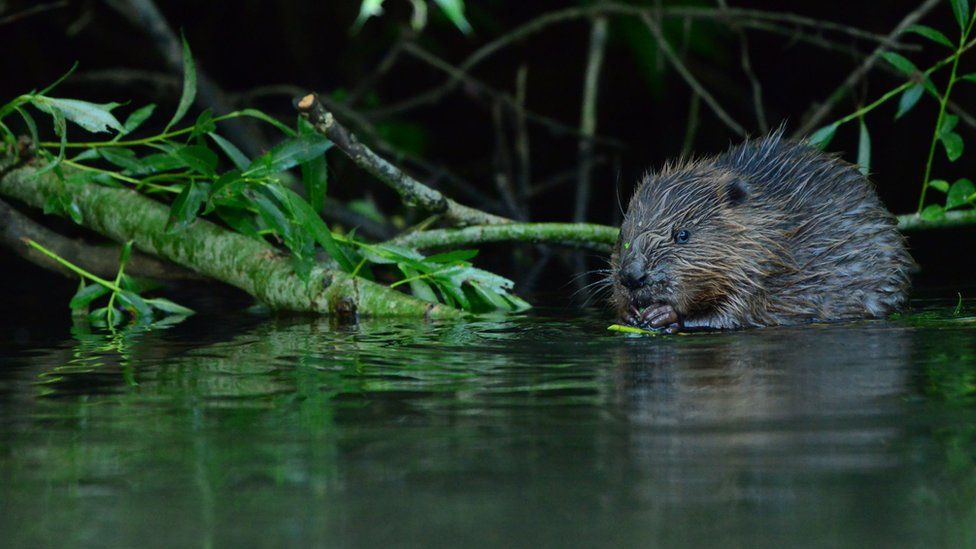 Keystone Species-The Beaver 