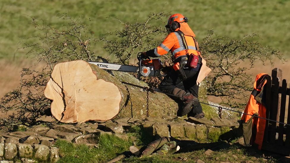 Work begins in the removal of the felled Sycamore Gap tree, on Hadrian's Wall in Northumberland, on 12 October 2023