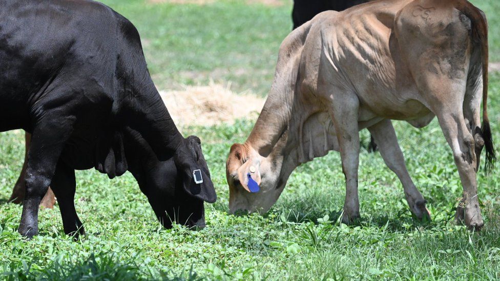 Cows fitted with smart tags from Ceres Tag