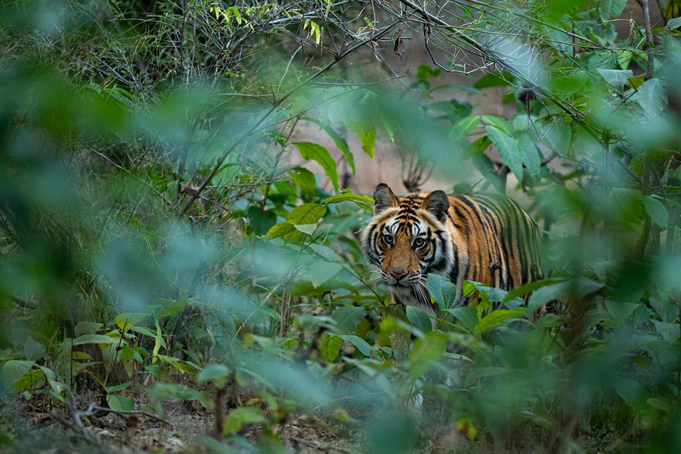 Partina City Udvalg Indflydelse In pictures: International Tiger Day 2021 - BBC News