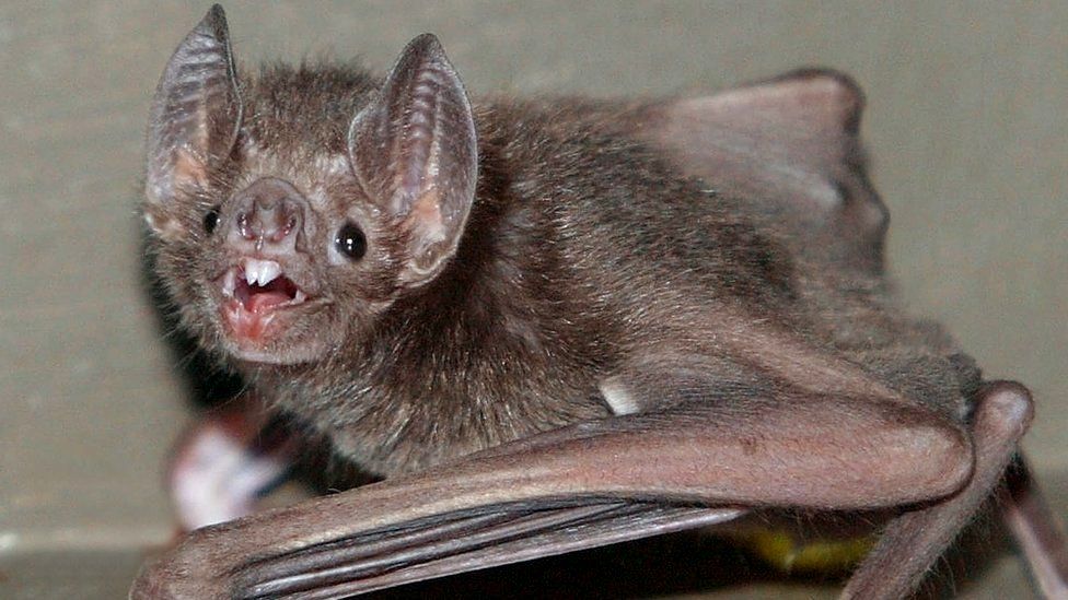 A vampire bat
