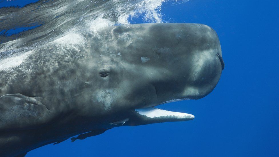 Sperm whales have their own alphabet scientists say - BBC Newsround