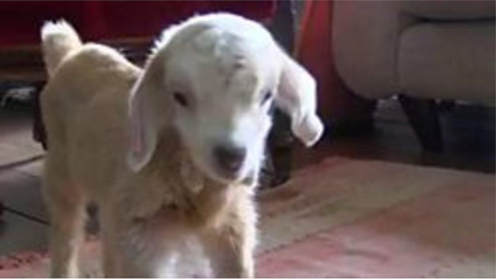 First goats born in North Norfolk council breeding scheme - BBC News