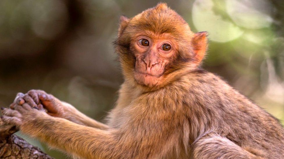 Selfie monkeys' are now endangered because people can't stop