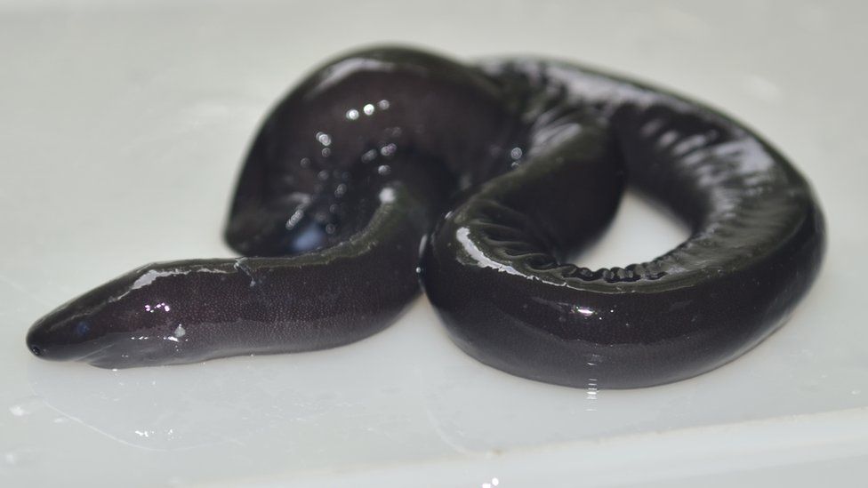 Оказывается, червяги — группа безногих подводных амфибий — могут «говорить»