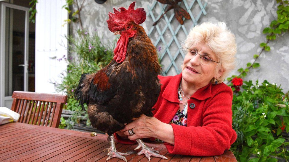 Corinne Fesseau with her rooster Maurice in her garden at Saint-Pierre-d'Oléron in La Rochelle, western France, 5 June 2019
