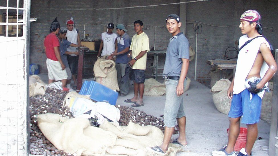 Ecuadorian farmers sorting out tagua seeds