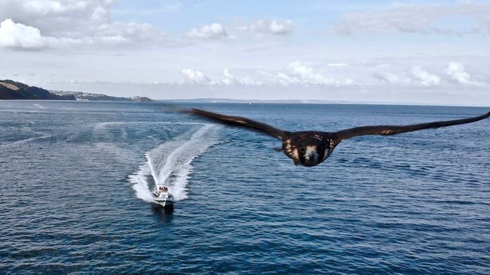 falcon flying over sea