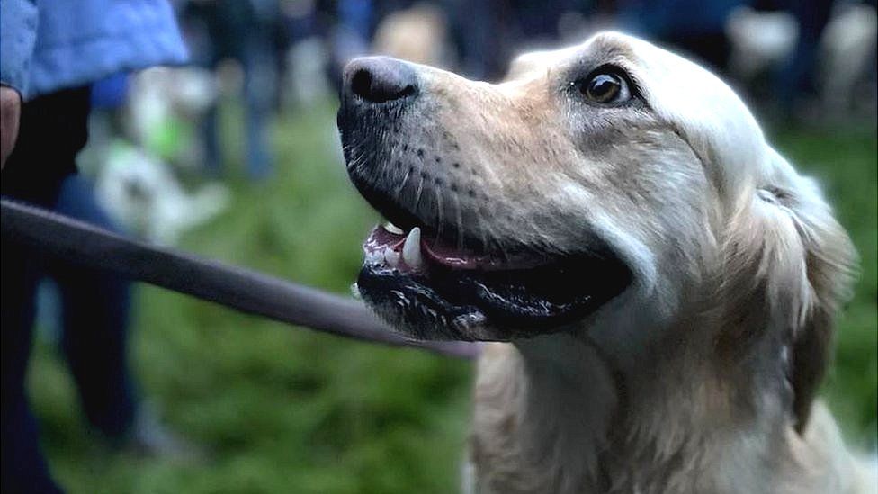 Golden retriever at Guisachan