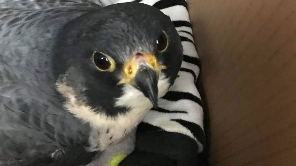 Peregrine falcon after being rescued
