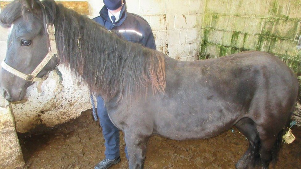 Underweight pony in stable