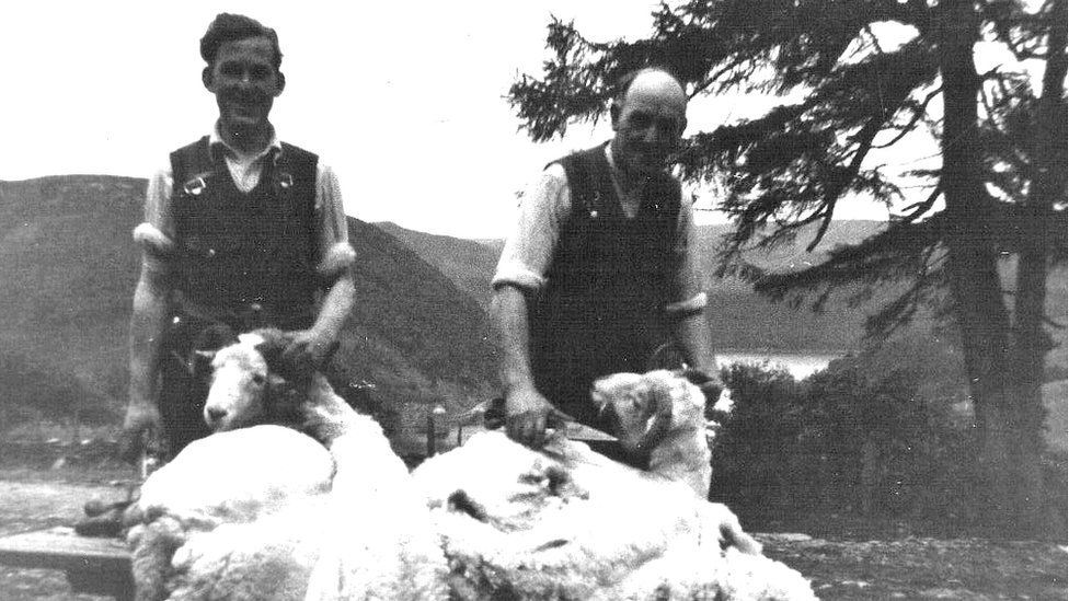 Two men shearing sheep