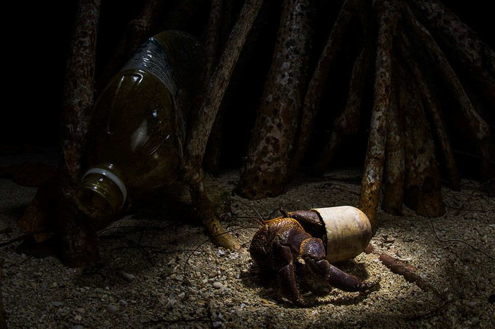 A land hermit crab wanders close to the beach of Pom Pom island, Sabah, using a plastic deodorant plug instead of a shell