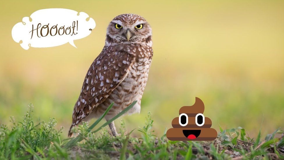 Owl photoshop