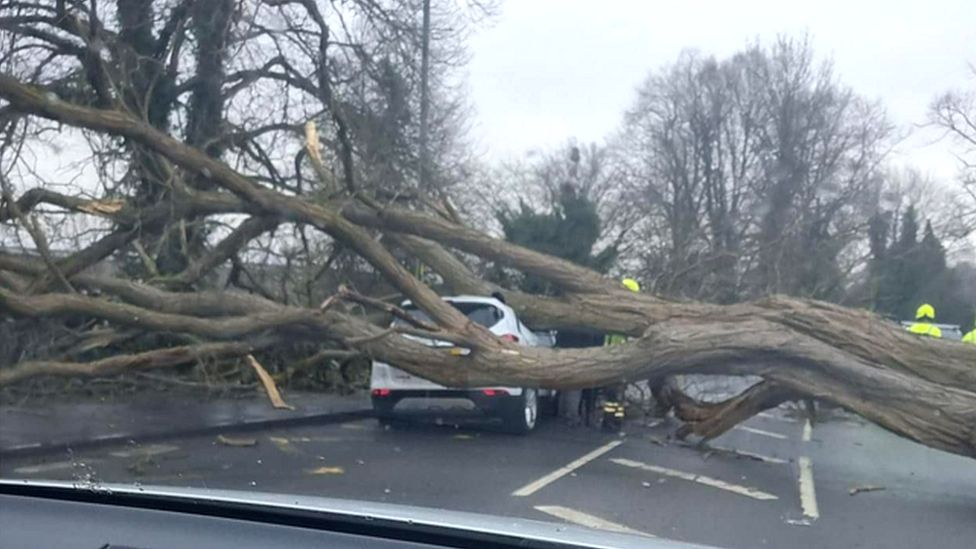 Tree across the roof of a car