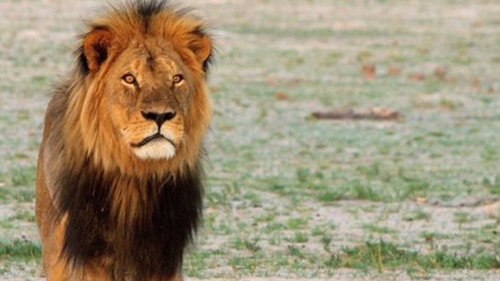 Cecil the lion had a distinctive black mane