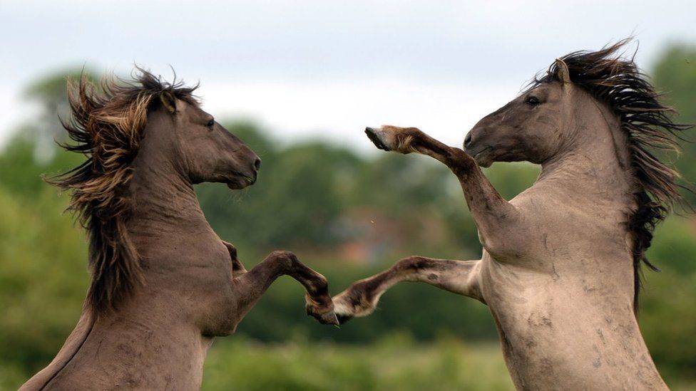 Konik ponies at Wicken Fen nature reserve